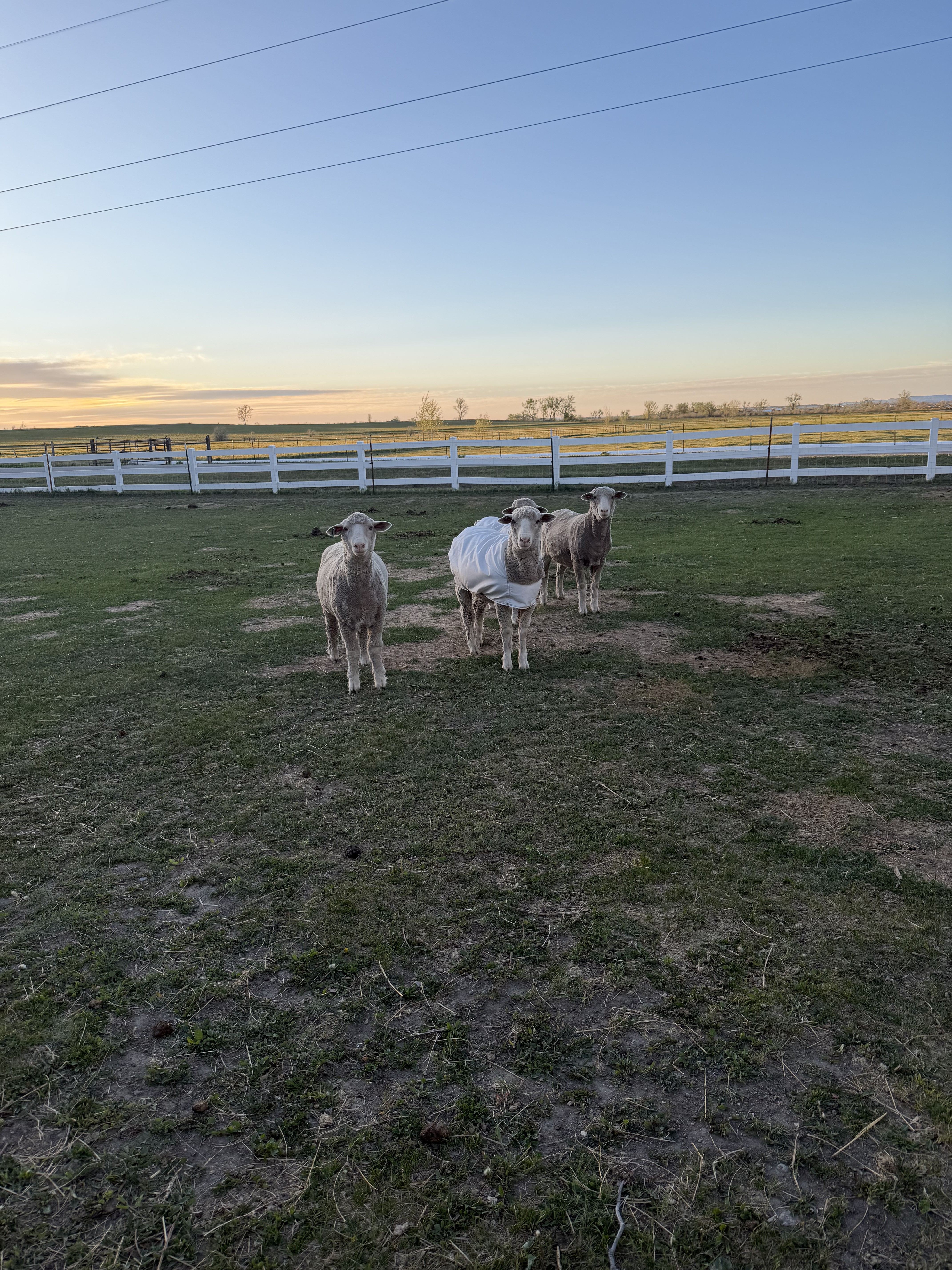 Montana-raised sheep on The Beartooth Homestead for wool roving